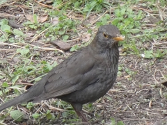 Turdus merula