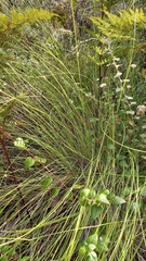 Ficinia angustifolia