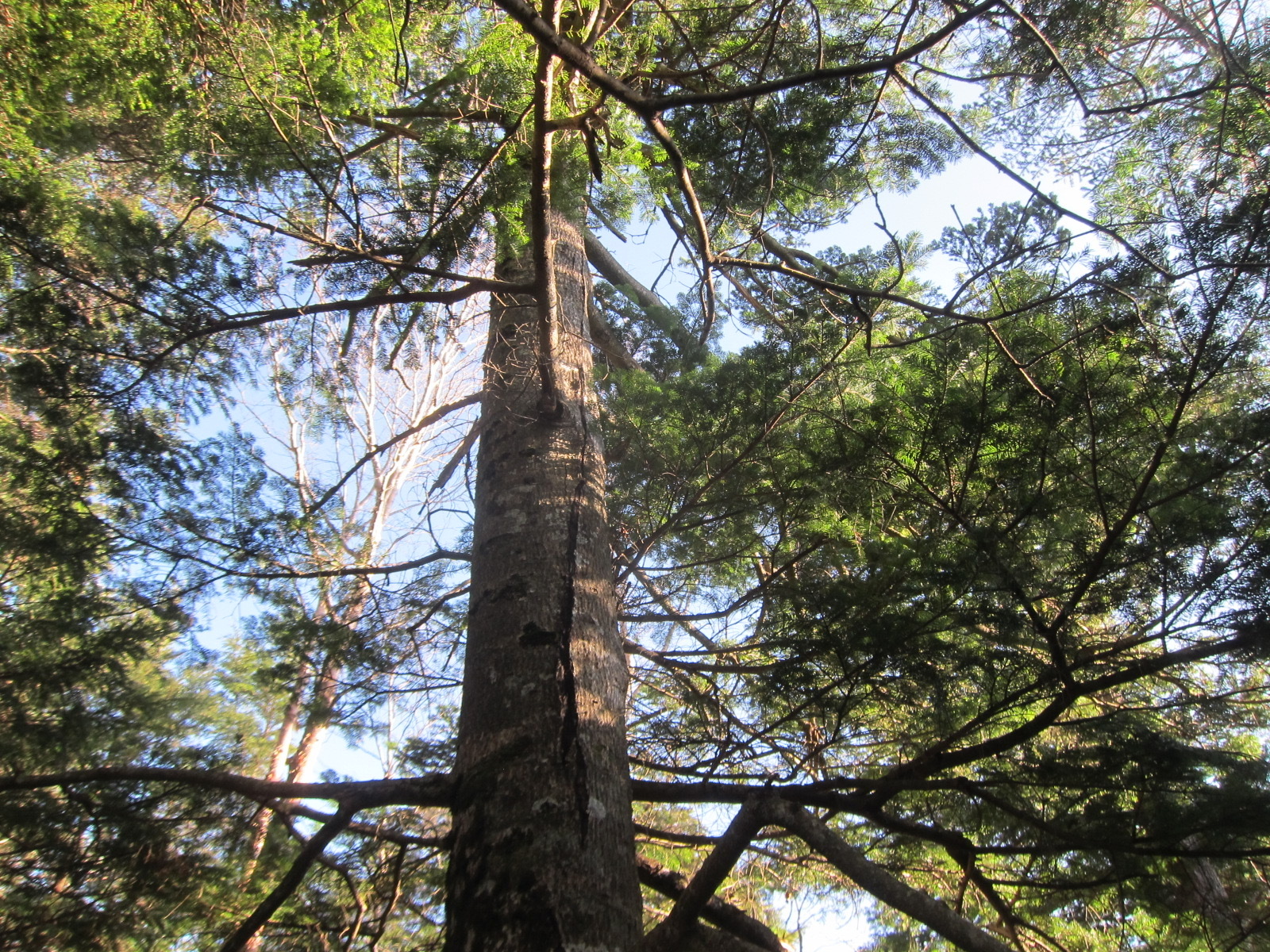 Abies veitchii