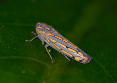Apogonalia stalii
