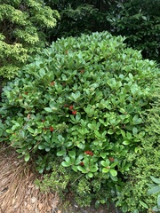 Skimmia