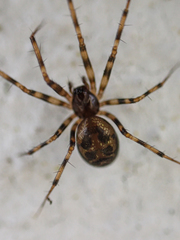 Lepthyphantes