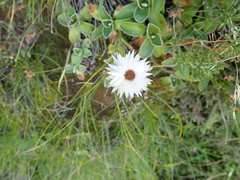 Helichrysum marginatum