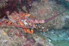 Panulirus homarus