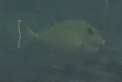 Acanthuridae