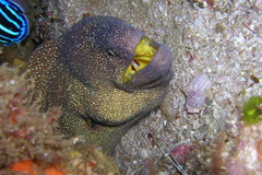 Gymnothorax nudivomer