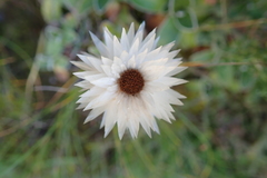 Helichrysum marginatum