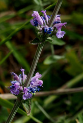 Nepeta curviflora