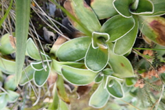 Helichrysum marginatum