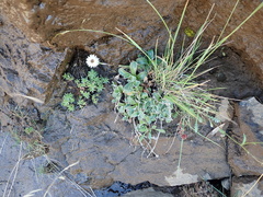 Helichrysum marginatum