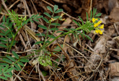Hippocrepis multisiliquosa