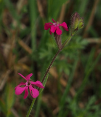 Silene palaestina