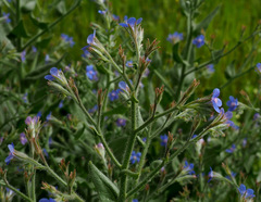 Anchusa azurea