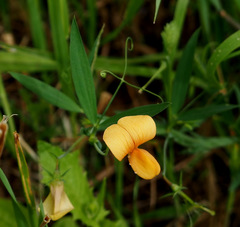 Lathyrus gorgonei