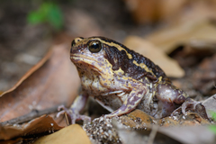 Median-Striped Bullfrog photo 2