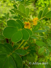Senna uniflora