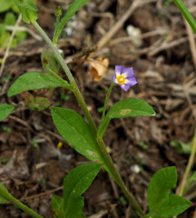 Convolvulus pentapetaloides