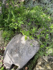 Fockea edulis