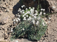 Helichrysum marginatum