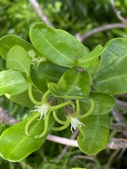 Fockea edulis