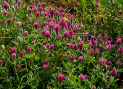 Trifolium purpureum