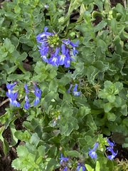 Lobelia valida