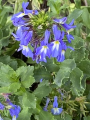 Lobelia valida