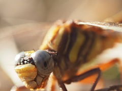 Phanogomphus minutus