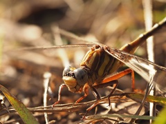Phanogomphus minutus