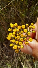 Helichrysum anomalum
