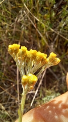 Helichrysum anomalum