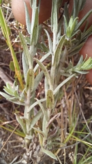 Helichrysum anomalum