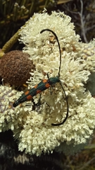 Anubis clavicornis