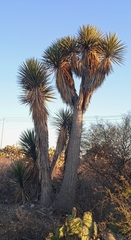 Yucca periculosa