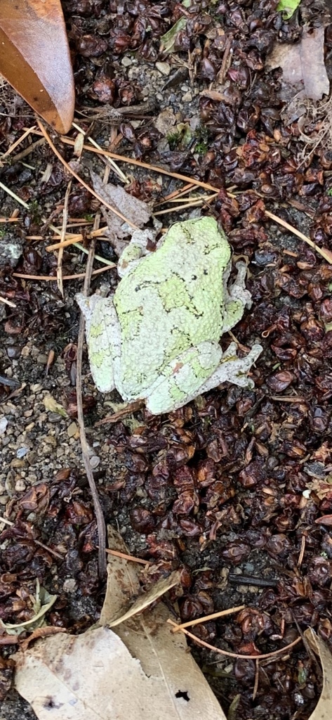 Gray Treefrog Species Complex from Hart Rd, Lebanon, OH, US on July 4 ...