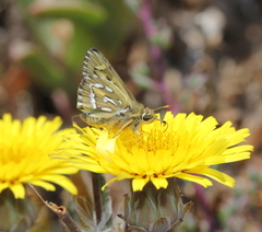 Trapezites argenteoornatus