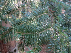 Abies veitchii