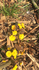 Tussilago farfara