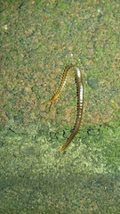 Geophilus carpophagus