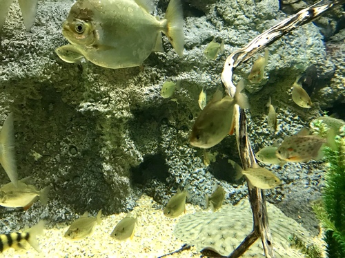 Metynnis argenteus