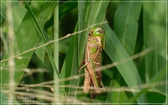 Gastrimargus marmoratus