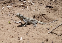 Acanthocercus atricollis