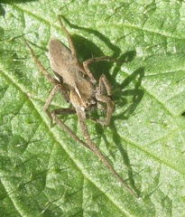Pisaura mirabilis