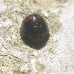 Chilocorus bipustulatus
