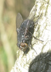 Calliphora vomitoria