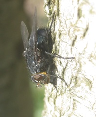 Calliphora vomitoria