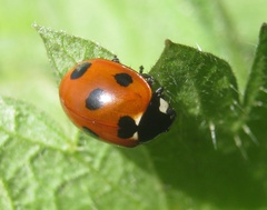 Coccinella septempunctata