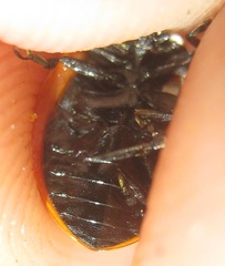 Coccinella septempunctata