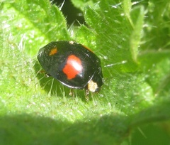 Harmonia axyridis