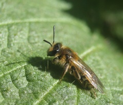 Andrena